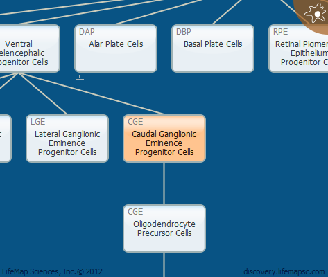 Caudal Ganglionic Eminence Progenitor Cells