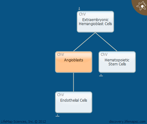 Angioblasts