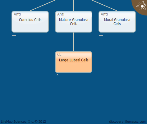 Large Luteal Cells