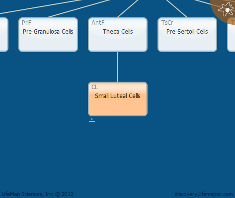 Small Luteal Cells