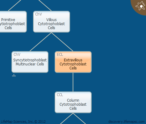 Extravillous Cytotrophoblast Cells