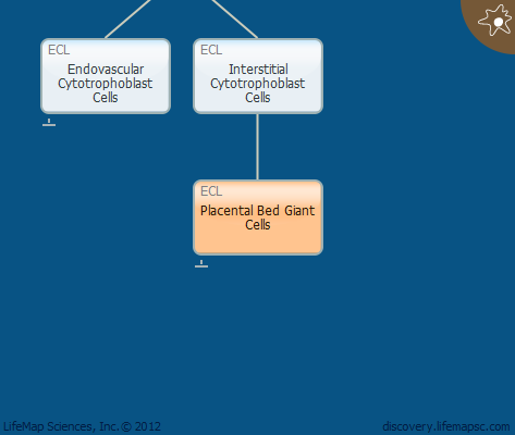 Placental Bed Giant Cells