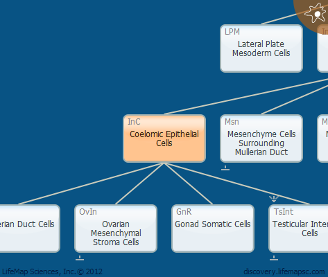 Coelomic Epithelial Cells