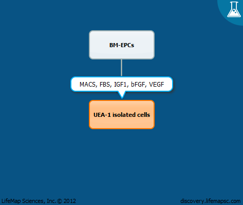 Isolation of UEA-1 cells from bone marrow-derived endothelial progenitor cells