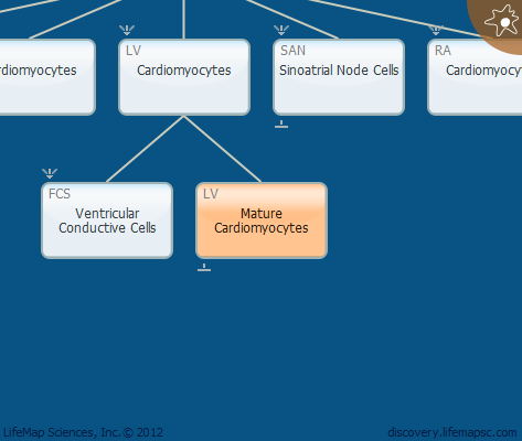 Mature Cardiomyocytes