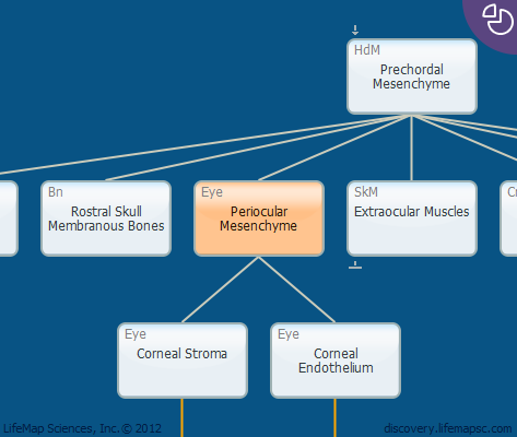 Periocular Mesenchyme