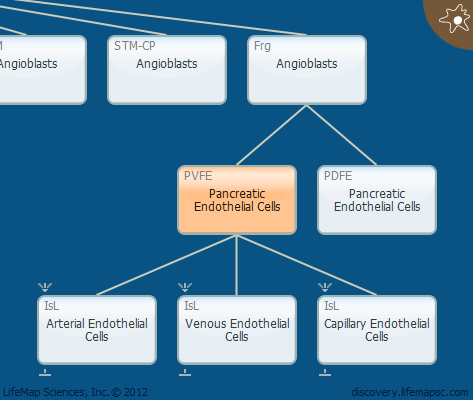 Pancreatic Endothelial Cells