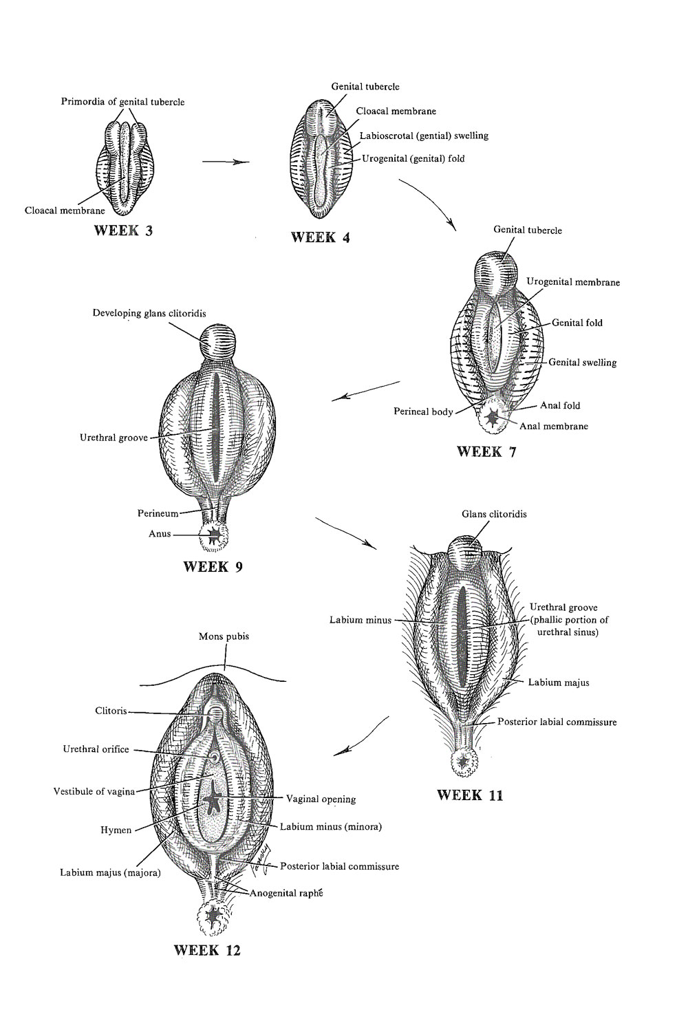 Reproductive System Female External