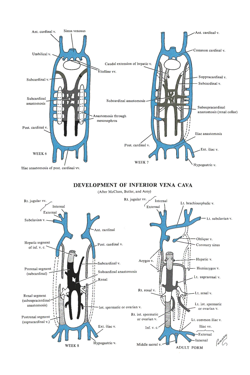 development of the venous system:  the inferior vena cava: image #1