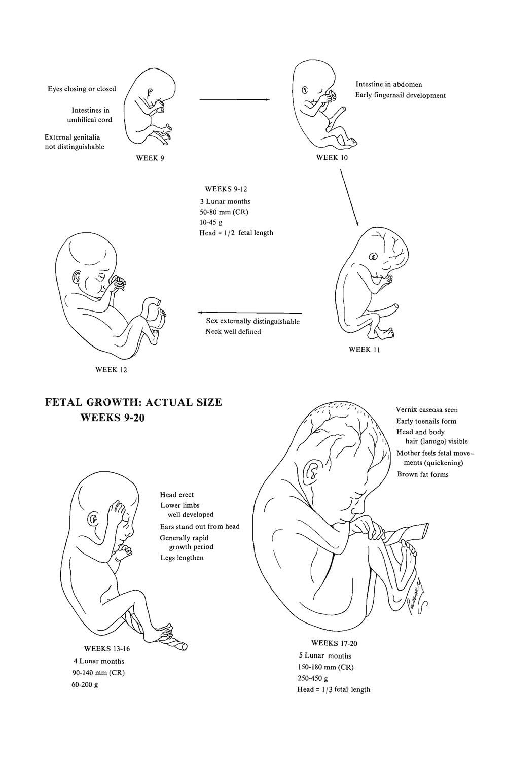 the fetal period: weeks 9 to 20  of development: image #1