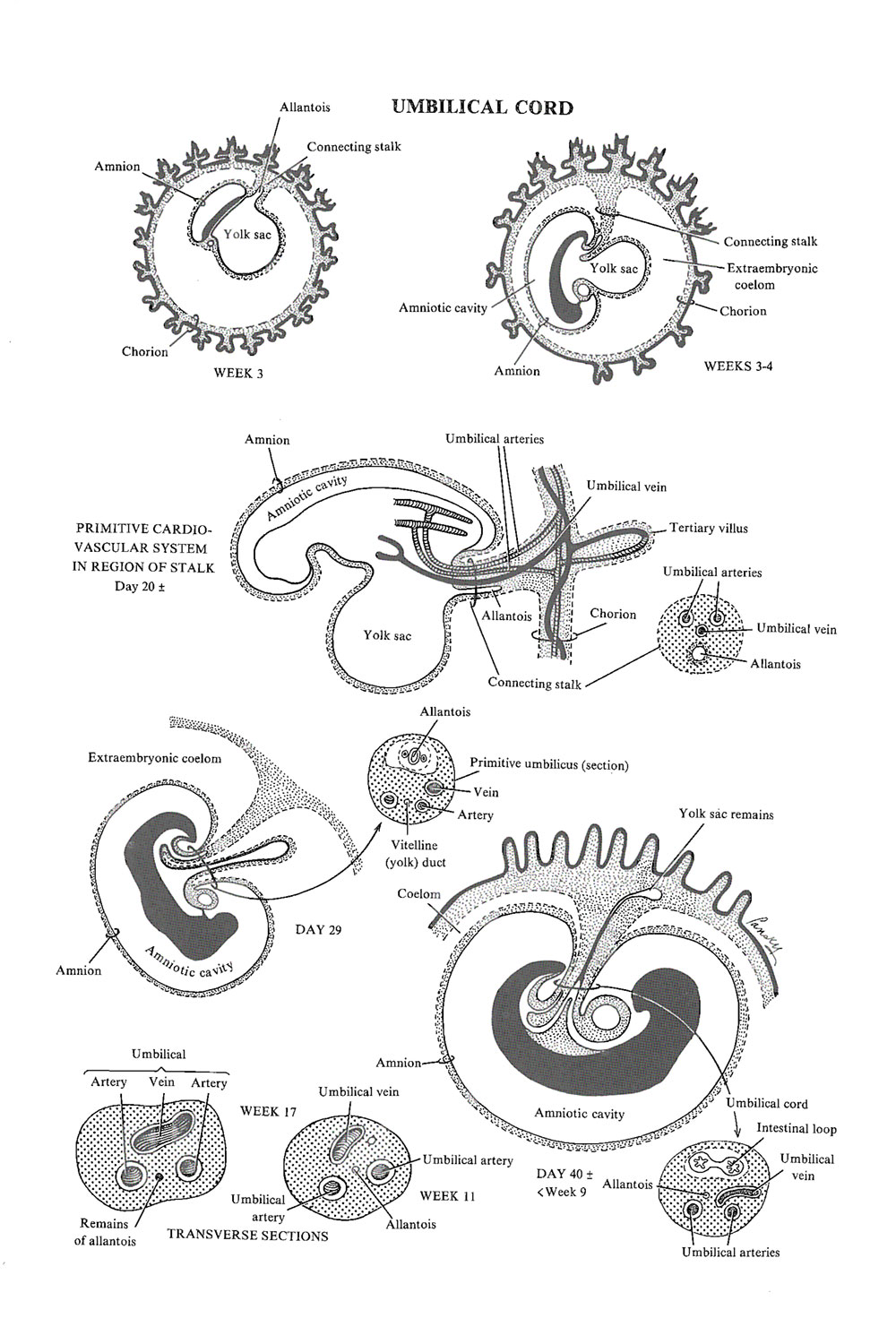 the umbilical cord: image #1