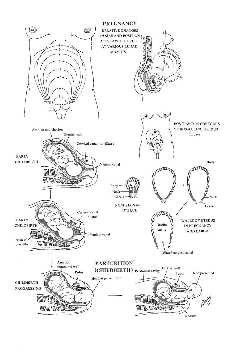 uterine growth during pregnancy  and parturation: image #1