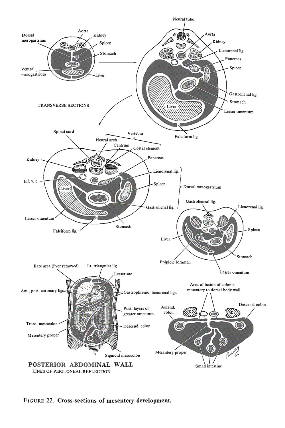 development of the mesenteries: image #3