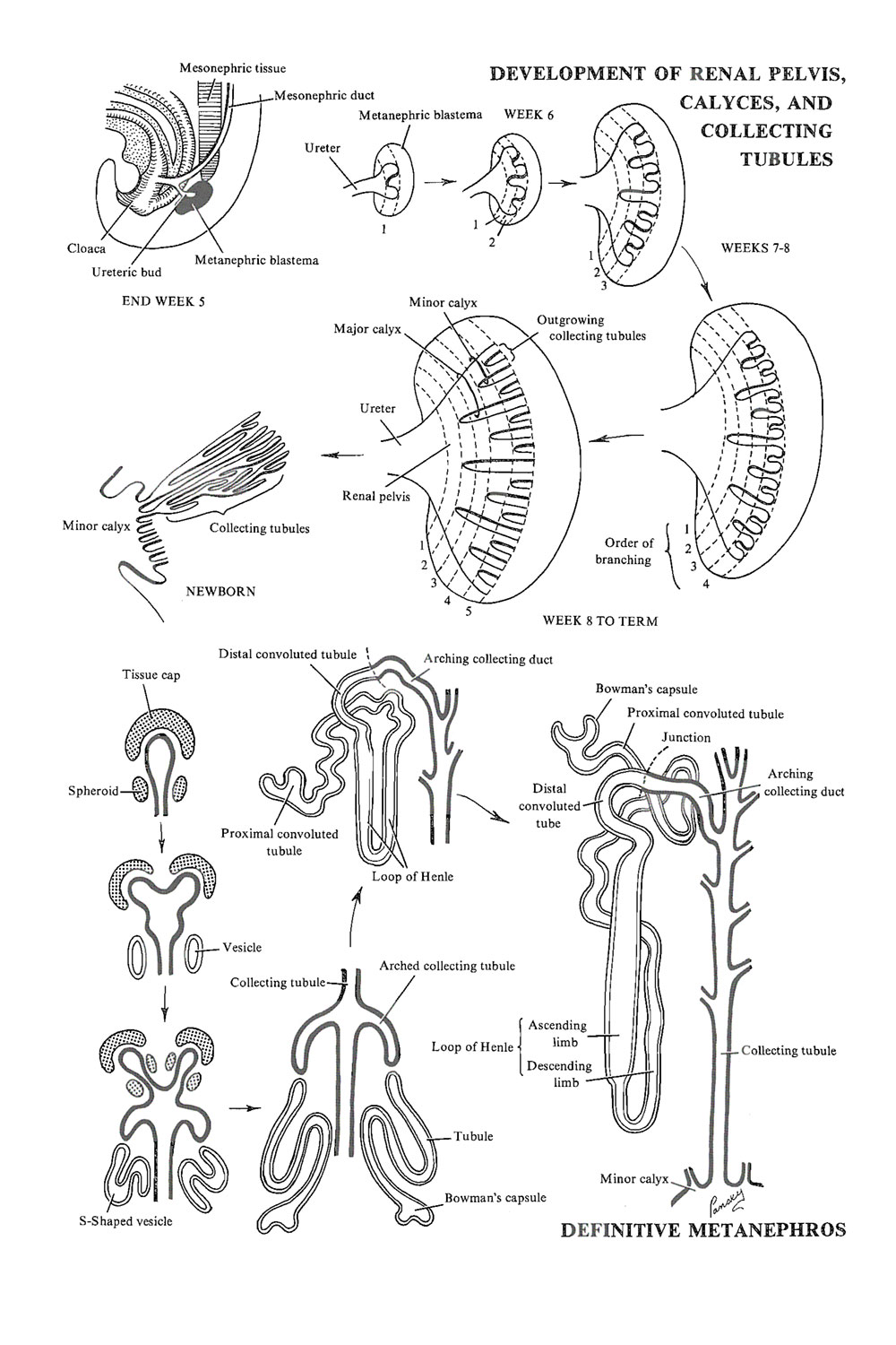 the urinary or excretory system:  the metanephros: image #1