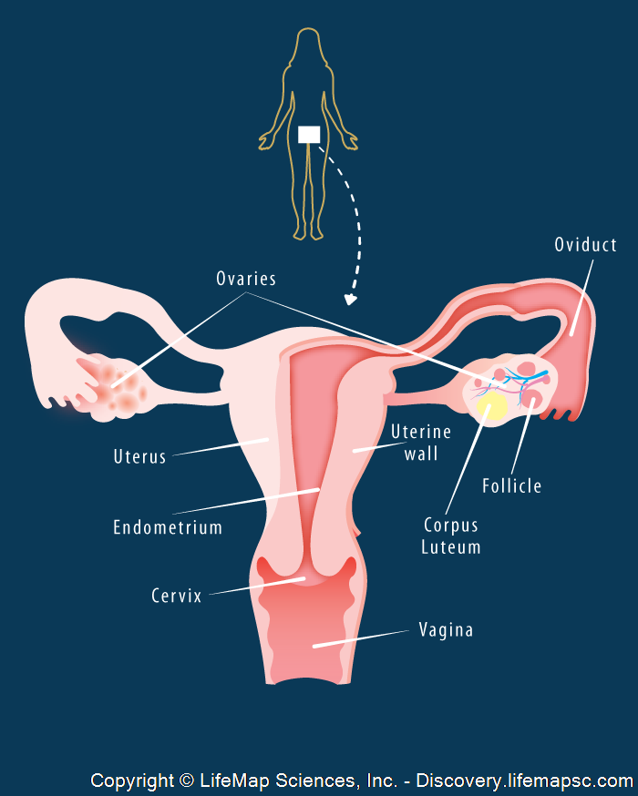 Female Reproductive System infographic LifeMap Discovery