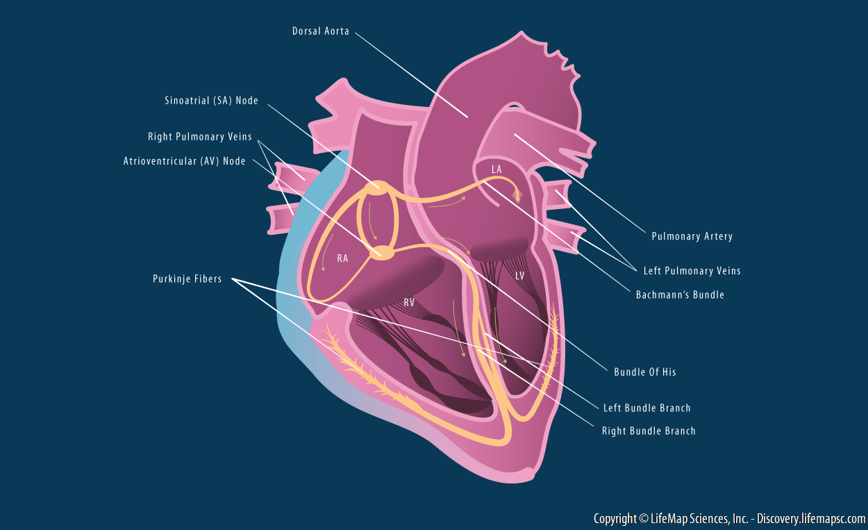 Heart Conduction System Infographic Lifemap Discovery 33072 Hot Sex