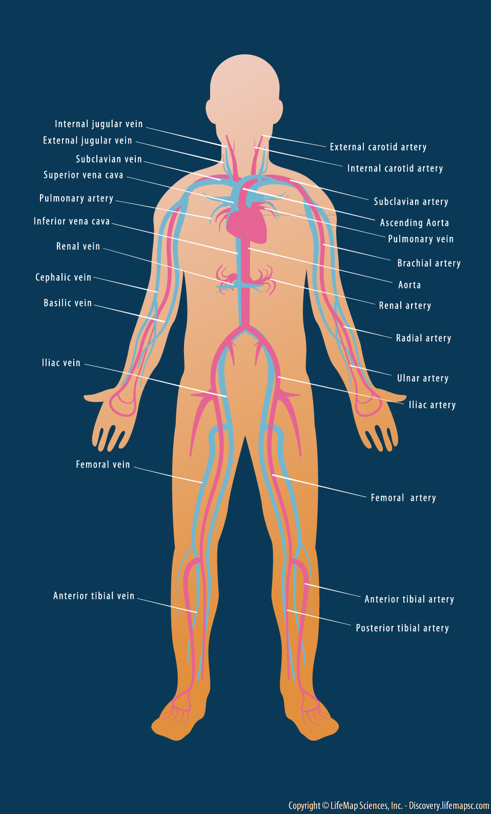 cardiovascular-system-anatomy-review-the-heart-youtube