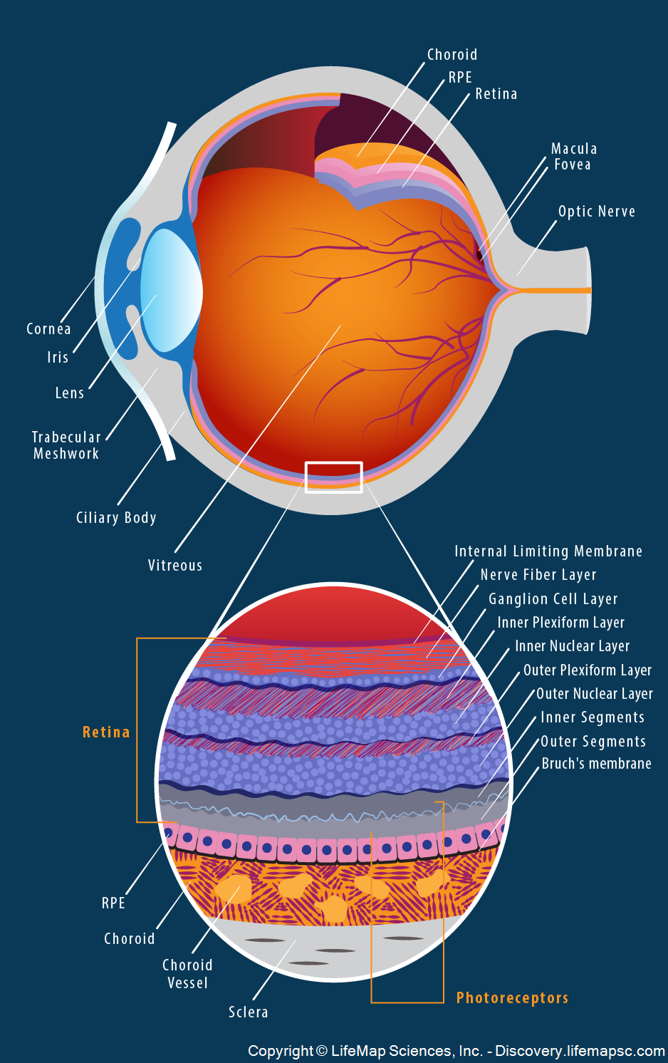 human eye diagram step by step