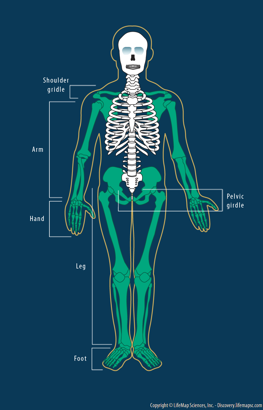 What is the Meaning of limb - DriverLayer Search Engine