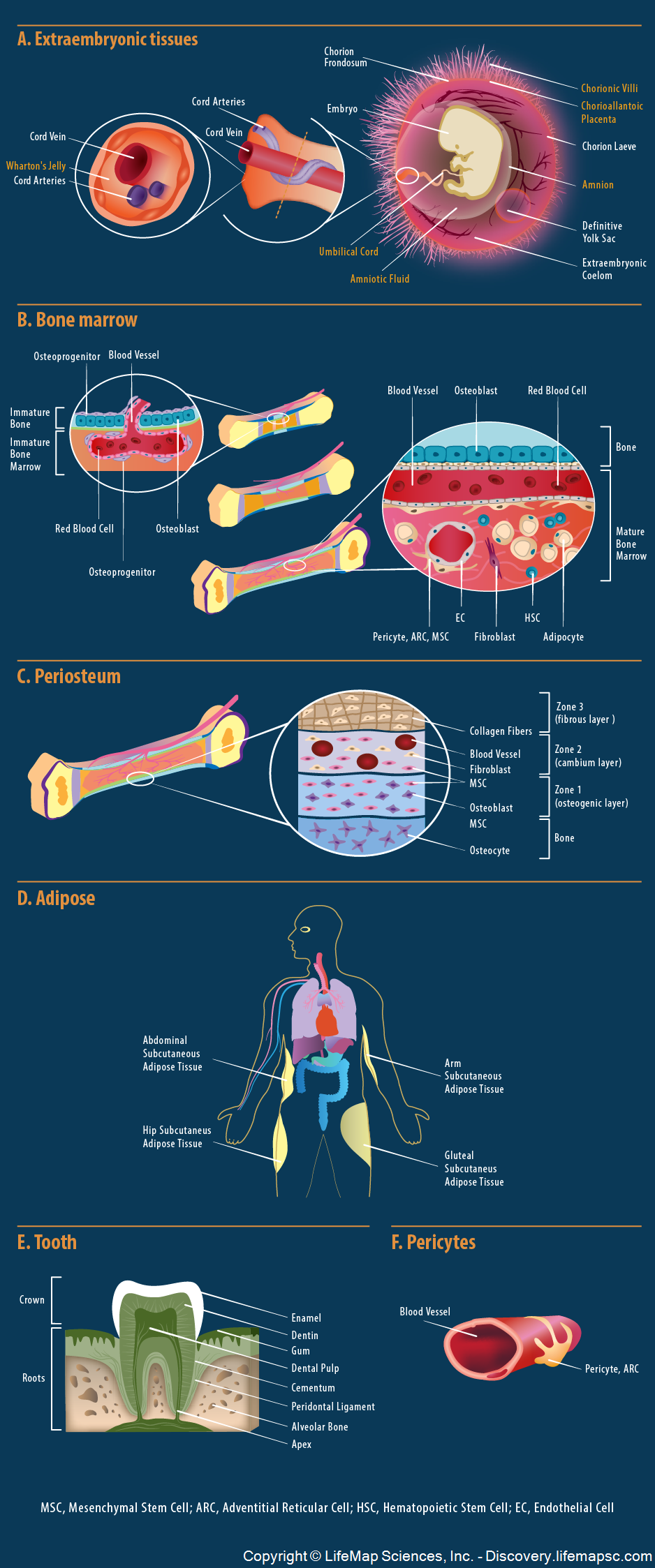 In-vivo Mesenchymal Stem Cells Origin infographic - LifeMap Discovery