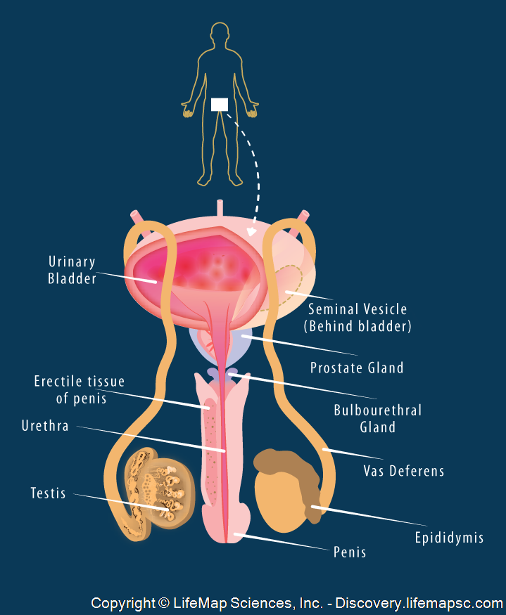 Male Reproductive System Infographic Lifemap Discovery 