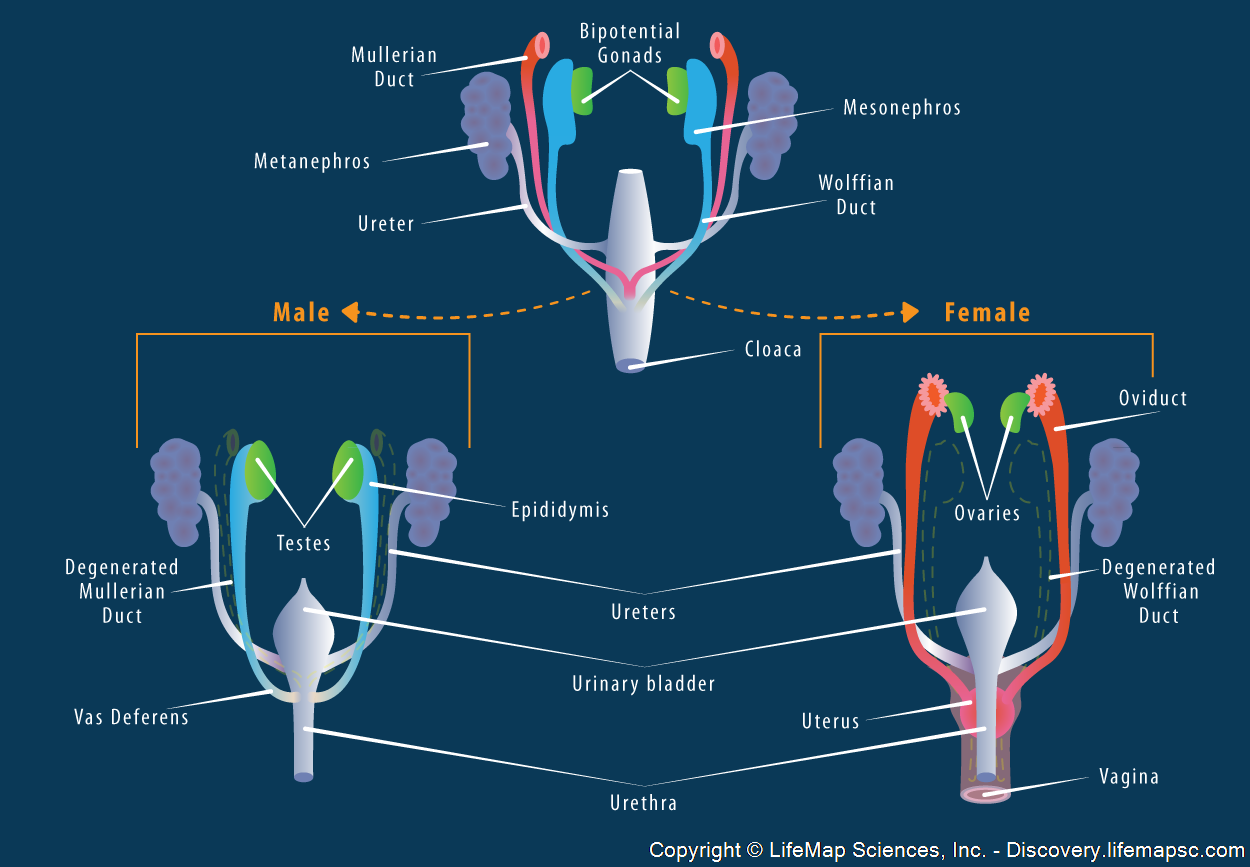 Reproductive System Development Infographic LifeMap Discovery