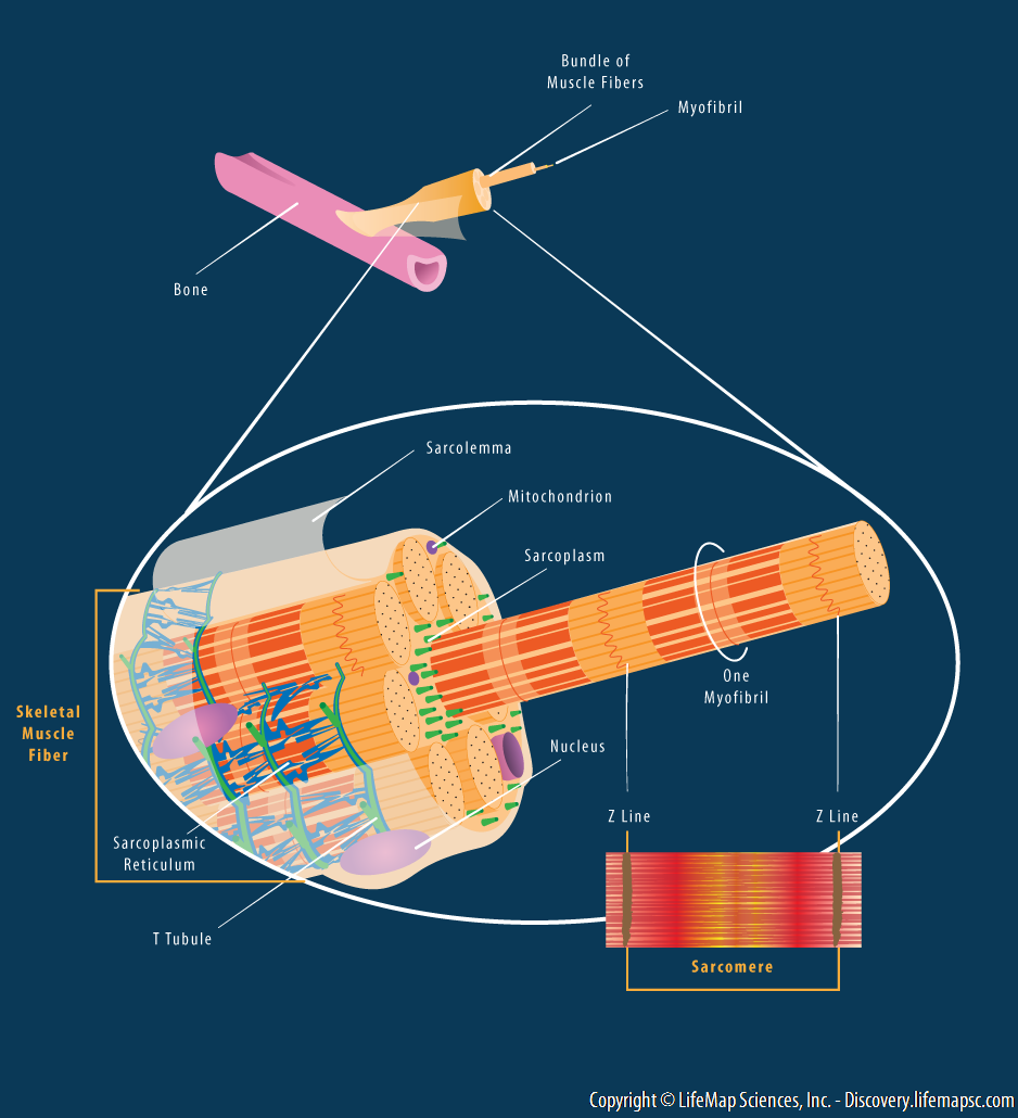 Skeletal Muscle Fiber Structure Infographic LifeMap Discovery