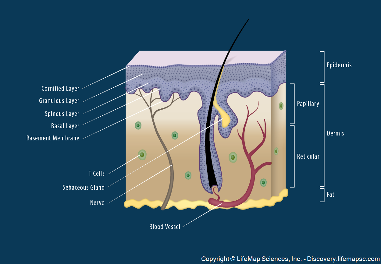 layers of the dermis papillary and reticular