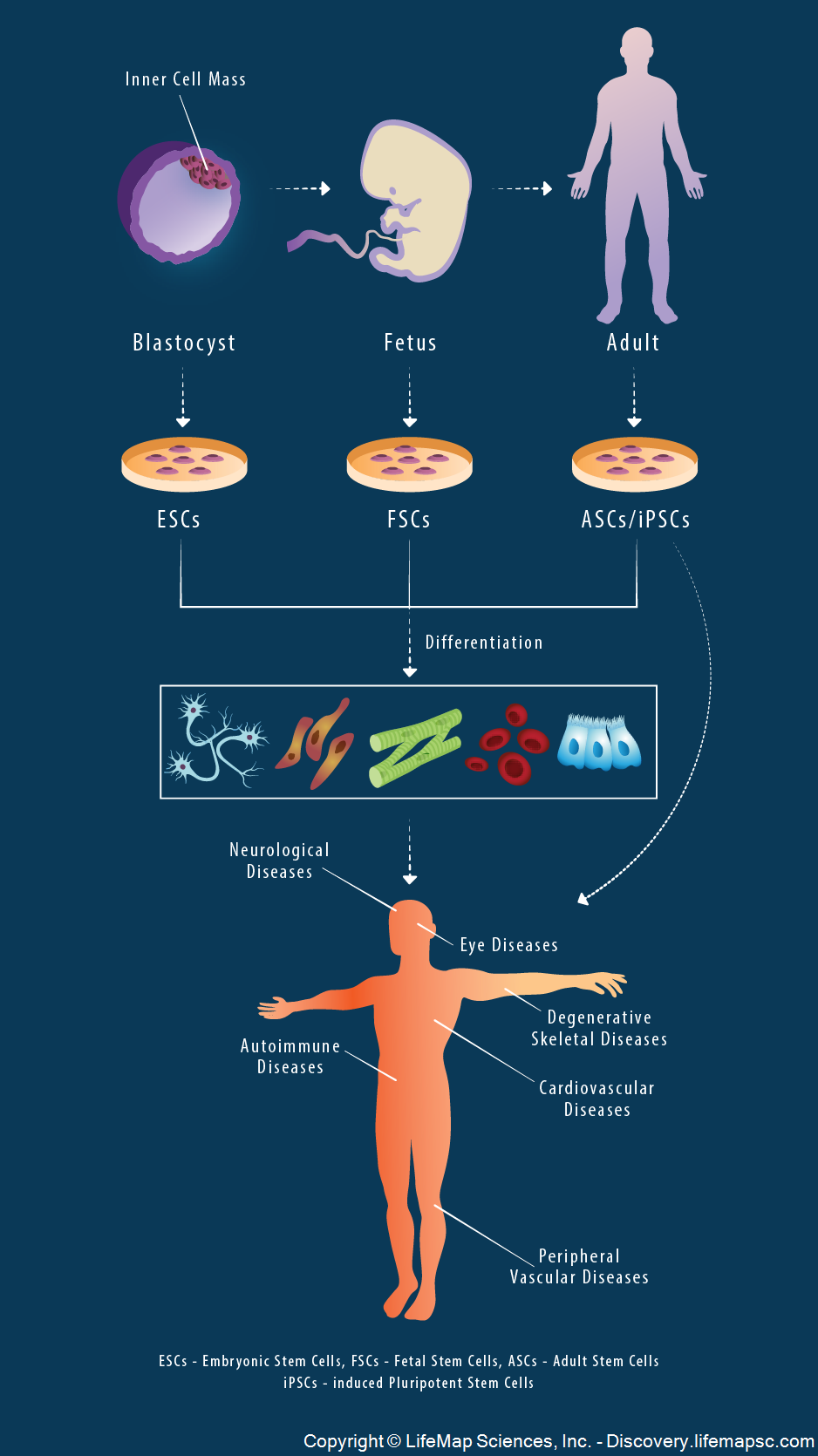 Regenerative medicine and cell therapy