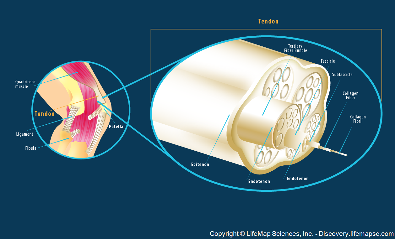 Tendon Structure