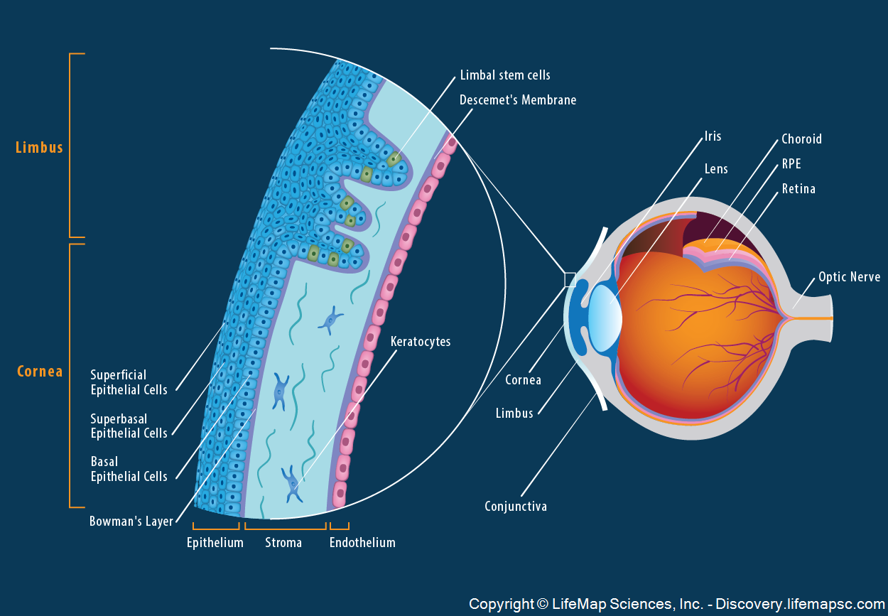 The Anatomy and Structure of the Adult Human Cornea