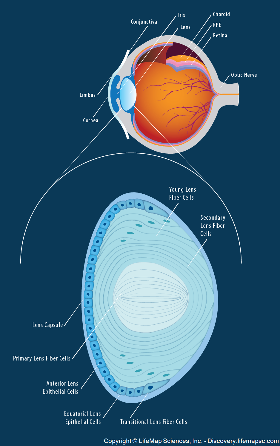 anterior eye anatomy diagram