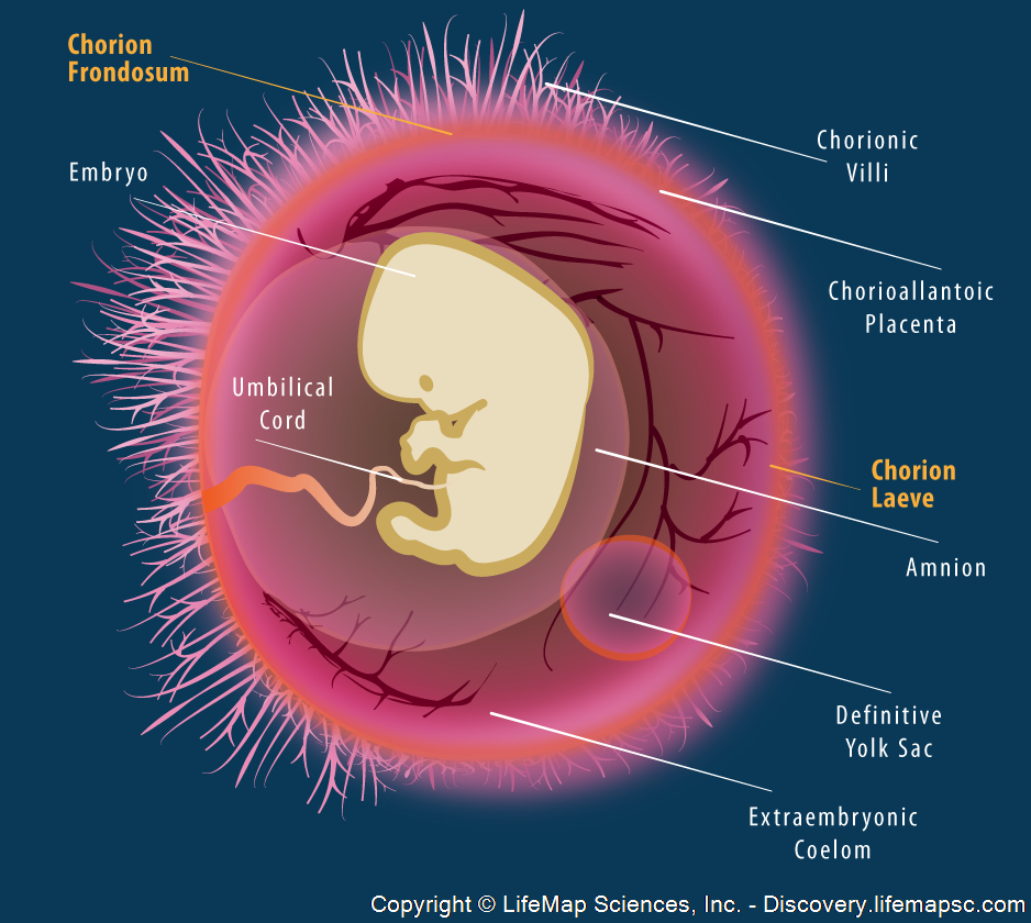 The human embryo and extraembryonic tissues