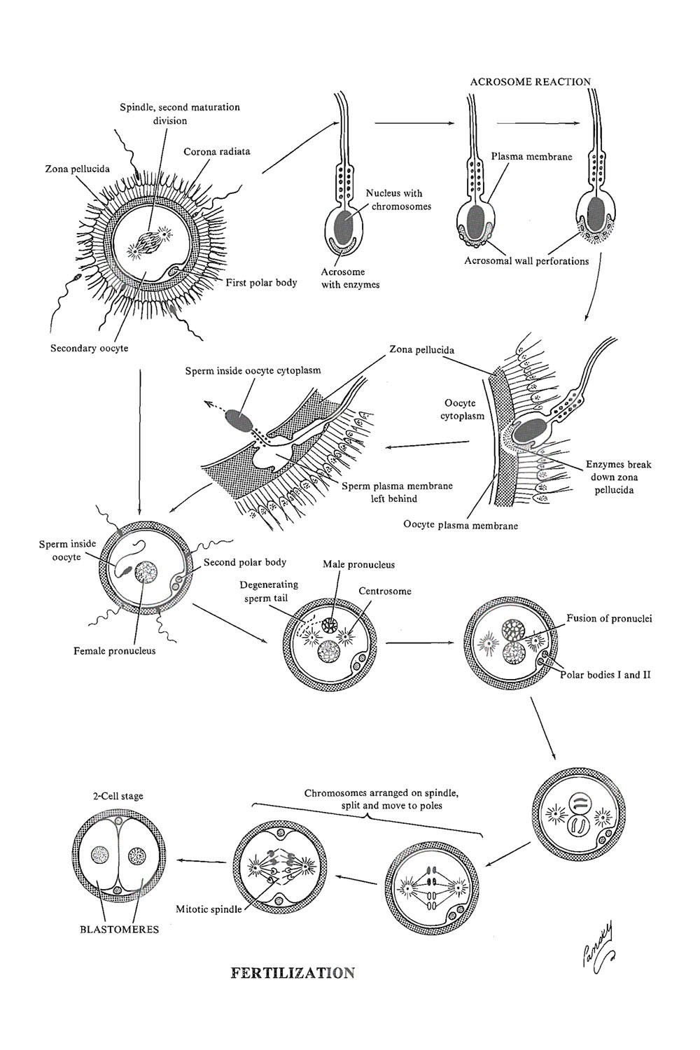 Fertilization