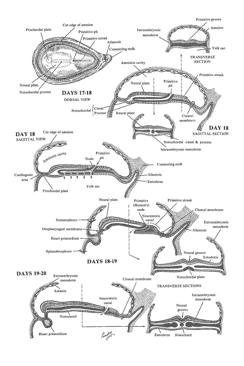 3rd week embryogenesis